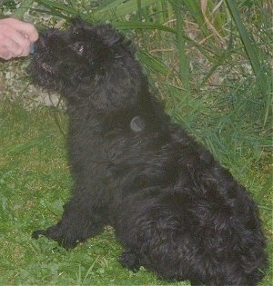 Black Russian Terrier puppy sitting outside in grass sniffing something that is in a persons hand