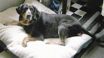 Sadie Mae the Bluetick Coonhound laying on a dog bed looking back at the camera holder
