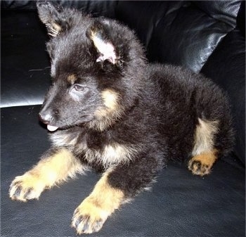 Nicka the Bohemian Shepherd Puppy sitting on a black leather couch with its tongue out