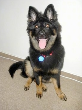 Nicka the Bohemian Shepherd puppy sitting against the wall with its mouth open and tongue out wearing a blue dog tag