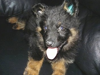 Close Up - Nicka the Bohemian Shepherd Puppy sitting on a black leather couch with its tongue out