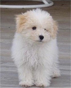 A cute, fluffy, little, soft-looking white with tan Bolognese puppy is standing on a hardwood porch looking down and to the right.