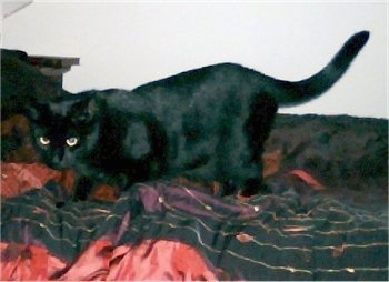 Lilly the black Bombay cat is stalking around on a bed