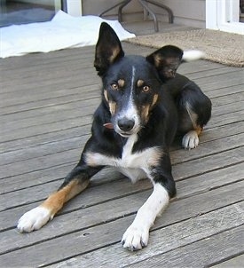 Brin the smooth-coated tricolored Border Collie laying down on a wooden deck