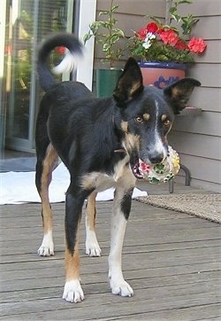 Brin the Border Collie standing on a porch with a ball toy in its mouth