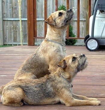 Sophie the Border Terrier laying on the porch and looking up with Oscar the Border Terrier sitting on the porch next to him also looking up
