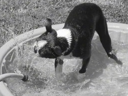 Stuart Eugene the Boston Terrier playing with a water hose in a small splash pool pool