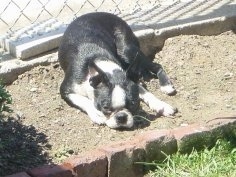 Stuart Eugene the Boston Terrier laying in a dirt patch in front of a chain link fence