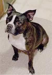 Widdle the Boston Terrier sitting on a rug looking up