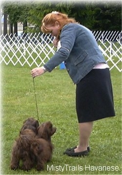 A lady is leaning over looking down and holding the leash of two small, long haired, chocolate brown dogs standing in a field.