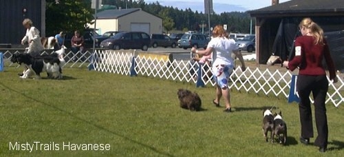 A line of people are walking their dogs around a outside course at a dog show.