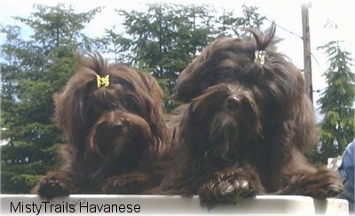 Close up head shot - Two chocolate dogs are standing up against a wall and they are looking forward. There are clips in there hair holding it out of their eyes.