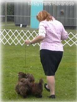 A lady in a pink shirt is walking two small chocolate dogs across an enclosed field on a course at a dog show.