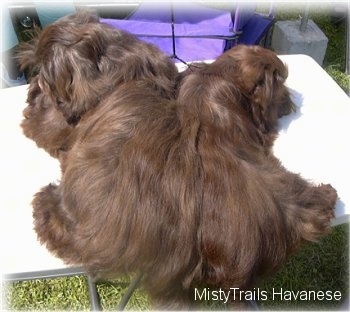 Two small, chocolate brown dogs are laying across a table and they are laying back to back.