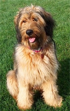 Alfie Marie Noble the Briard sitting outside in grass with its mouth open and its tongue out