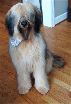 Alfie Marie Noble the Briard Puppy sitting on a hardwood floor wearing a bandana