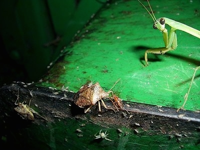 Preying Mantis and Stink Bugs on a old metal surface