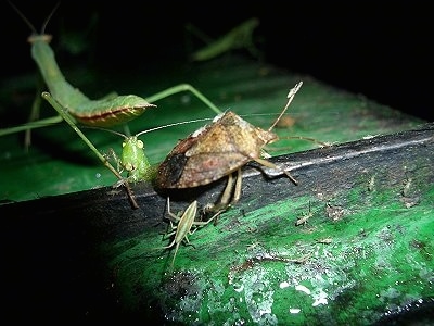 back of a Preying Mantis, a Katydid and a Stink Bug on a metal surface