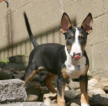 View from the front - A tricolor, black with white and tan Bull Terrier dog is standing on rocks. It is licking its nose.
