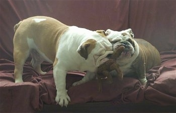 Humbul and McKenzie the Bulldog Puppies playing with a plush toy on top of a couch