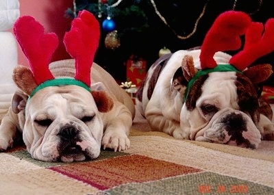 Rocky and Daisy the English Bulldogs laying down on a rug and wearing raindeer antlers with a Christmas tree in the background