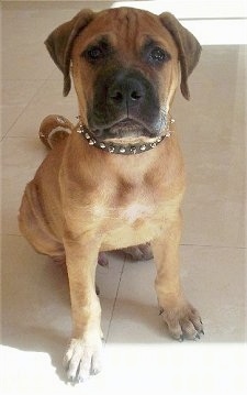 Close up front view - A tan with black Bullmastiff puppy is wearing a leather spiked collar sitting on a tiled floor and it is looking up.