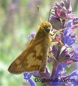 Skipper Butterfly on purple and pink flowers