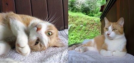Left Photo - Stella the Cat is laying on a towel with its head tilted up-side down to the left; Right Photo - Stella the Cat is laying against a wooden headboard and on a towel