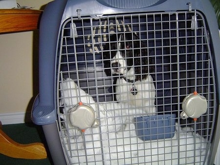 Oreo the Springer Spaniel in a crate sitting in front of a dog bed that is chewed to pieces
