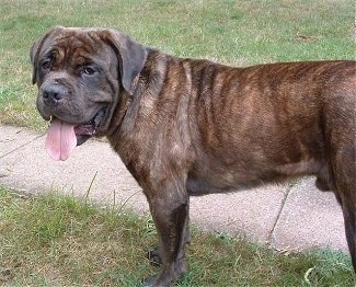 Cain the Cane Corso Italiano is standing outside in grass with its tongue out next to a sidewalk
