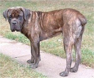Cain the Cane Corso Italiano is standing outside on a sidewalk and looking back