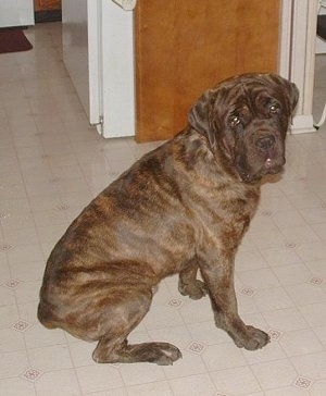 Cain the Cane Corso Italiano is sitting on a tiled floor in front of a refrigerator and is looking up at the camera holder