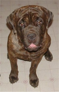 Cain the brown brindle Cane Corso Italiano is sitting on a tiled floor and looking up