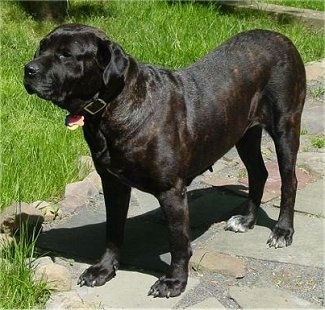 Pansy the Cane Corso is standing on a stone pathway and looking to the left