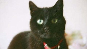 Close Up - A black cat wearing a red collar looking forward