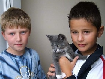 A kitten being held by a little boy with another boy next to him