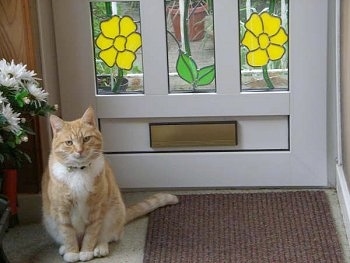 An Orange Tiger Cat is sitting next to a rug in front of a stain glass door with flowers on it