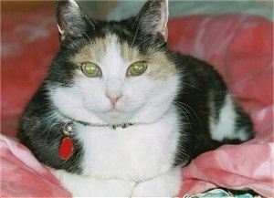 Close Up - A calico cat laying on a red blanket and looking at the camera