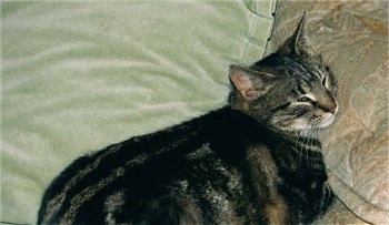 A gray tiger cat is sleeping on a pillow on a couch