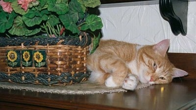 An orange cat is laying behind a plant in a wicker basket on a table