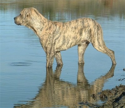 El Capitan's Oakey the Catahoula Bulldog is standing in a body of water