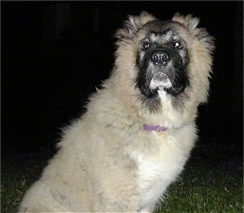 Anchara the Caucasian Shepherd as a puppy is sitting outside and looking towards the camera