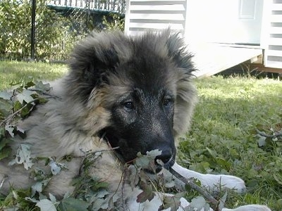 Anchara the Caucasian Shepherd as a puppy is laying outside in grass. In the background there is a shed and a chain llink fence
