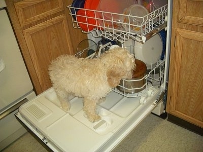 Toby the Cockapoo puppy is standing on a dish washer door and its sniffing the dishes