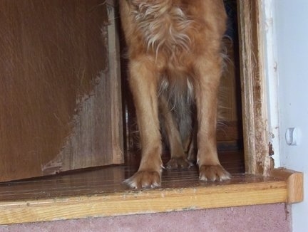 Lucky the Golden Retriever front paws and scratches all over the door frame and door