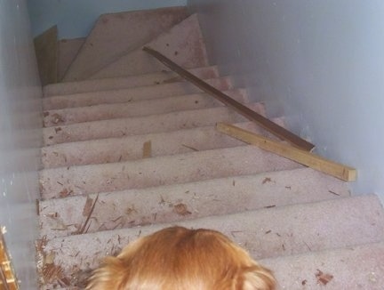 Lucky the Golden Retriever is looking up the carpeted stairway at scattered wood from the door above