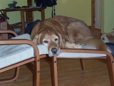 Lucky the Golden Retriever is laying on a wooden ottoman looking sleepy