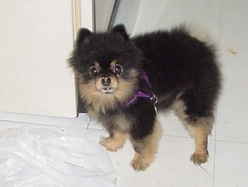 Close Up - Mojo the Pomeranian Puppy is standing on a tiled floor with trash can waste on his nose