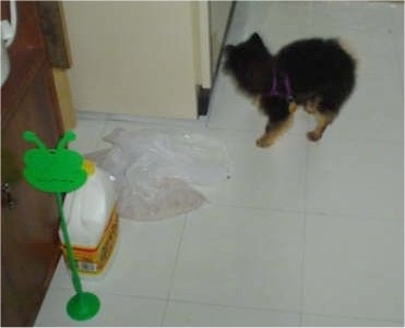 Mojo the Pomeranian Puppy is standing in front of a refridgerator on a tiled floor with a trash beg in front of him