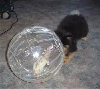 Mojo the Pomeranian puppy is play bowing at Lily the rat who is in a ball